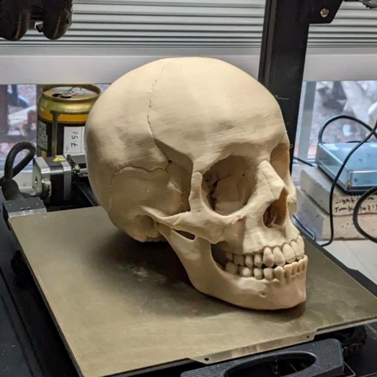 Calavera anatómica